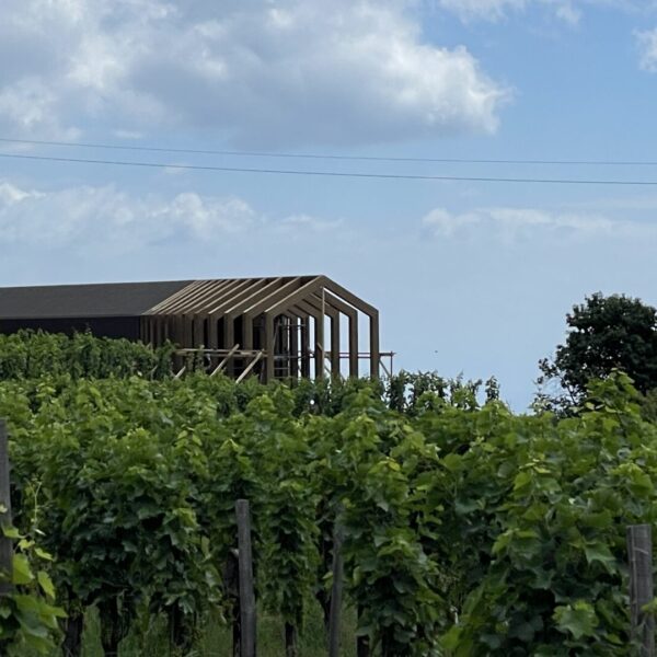 progetto vigneto
